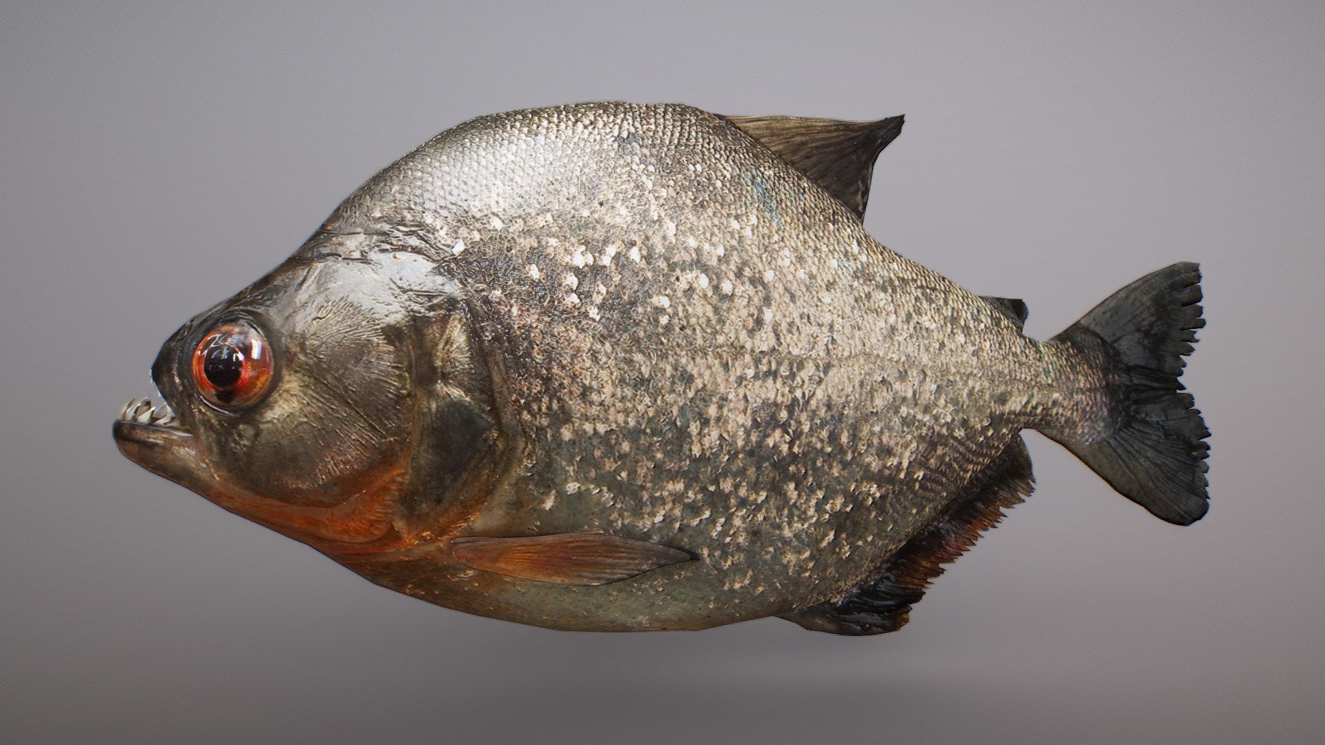 COMPORTAMENTO PIRANHA