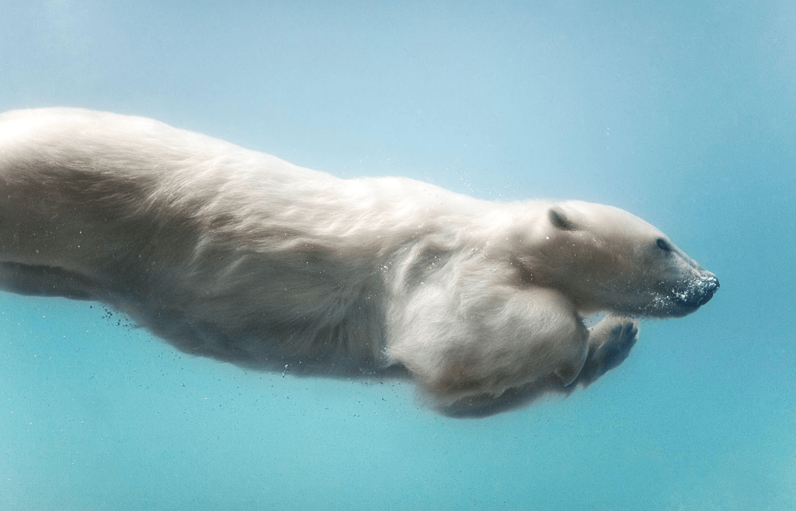 ASPECTO DELL'ORSO POLARE