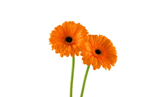 Gerbera: energia, felicità