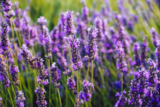 Lavanda: relax, tranquillità