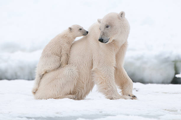 RIPRODUZIONE DELL'ORSO POLARE