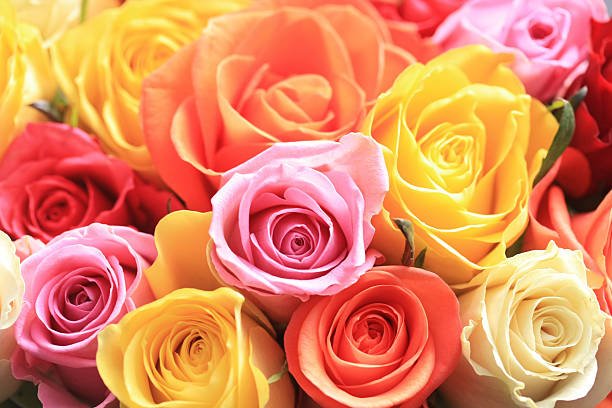 Rosa: amore, passione