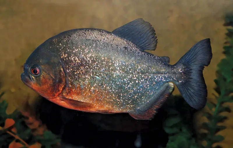 CIBO PIRANHA